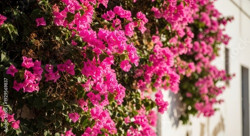 Wallpaper Mural Vibrant Pink Bougainvillea Flowers Blooming on a Sunny Wall Torontodigital.ca