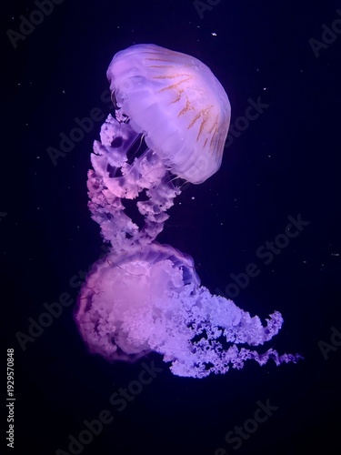 Bright Neon Jellyfish in Deep Sea Darkness