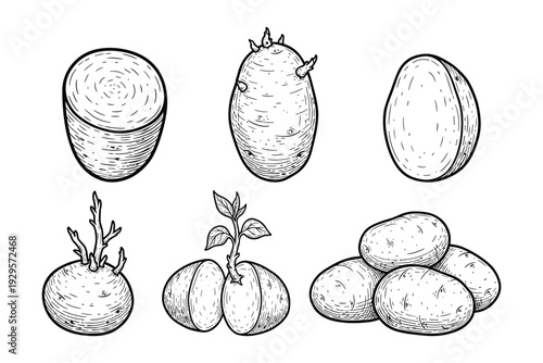 Potato growth stages with sprouts roots and whole tubers isolated