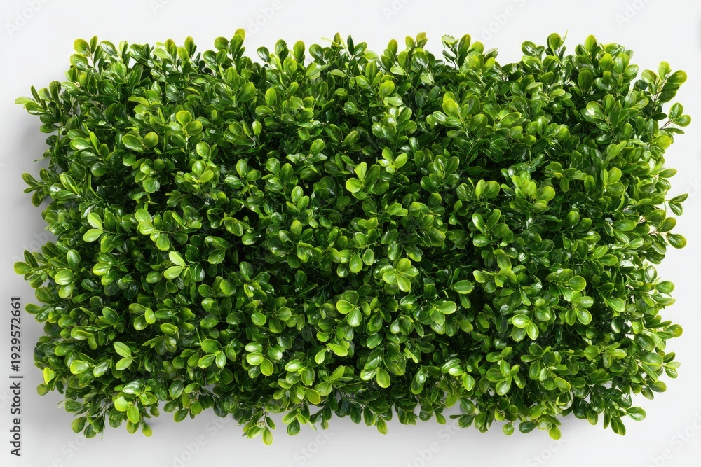 Obraz premium Rectangular arrangement of vibrant green leaves on a white background, suggesting a hedge