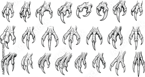 Collection of 24 detailed black and white claw illustrations, showcasing bird and dinosaur talons with diverse shapes, sizes, and artistic linework for design, study, or fantasy art