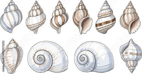 Collection of various tropical seashells and snail shells with brown stripes isolated on white background for beach summer vacation nature and marine life design