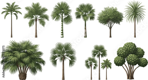 Collection of various tropical palm trees and exotic island plant silhouettes isolated on white background for summer beach vacation nature landscape and botanical design