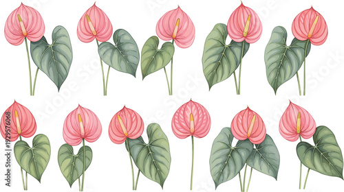 Set of pink anthurium flower illustrations with green heart shaped leaves isolated on white background for tropical botanical nature design and exotic floral decorations