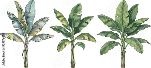 Tropical banana tree vector illustration set featuring lush green palm leaves and exotic botanical plants for summer garden designs jungle nature backgrounds and environmental posters