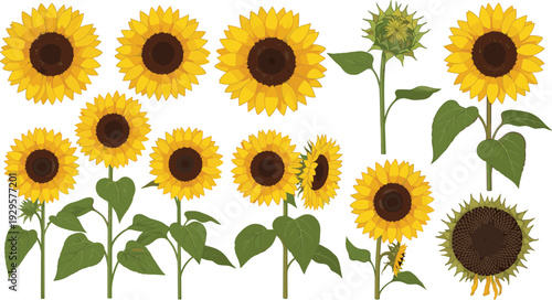 Sunflower botanical set with blooming flowers stems leaves and realistic plant illustration collection
