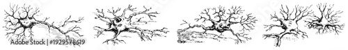 Bundle of four horizontal gnarled branch and root sketches in traditional engraving style
