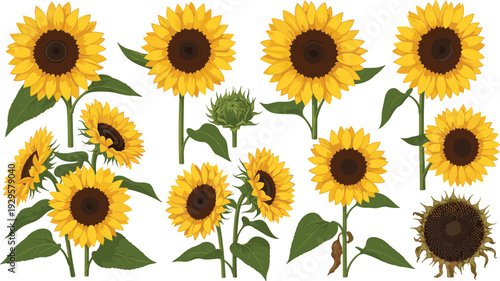 Sunflower collection with blooming flowers leaves and botanical plant illustration set