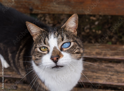 Wallpaper Mural chat malade Torontodigital.ca