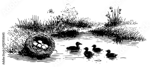 Vintage engraving of a mother duck and ducklings swimming in a pond near a nest with eggs