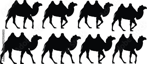 Camel silhouette collection in walking poses, black vector illustration set of desert animals, caravan and wildlife design elements