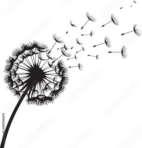 Black dandelion blowing seeds on white background flying dispersal