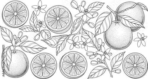Orange Fruit and Citrus Blossom Botanical Illustration Set – Detailed Hand-Drawn Line Art Sketches of Orange Slices Buds and Leaves for Organic Food Branding