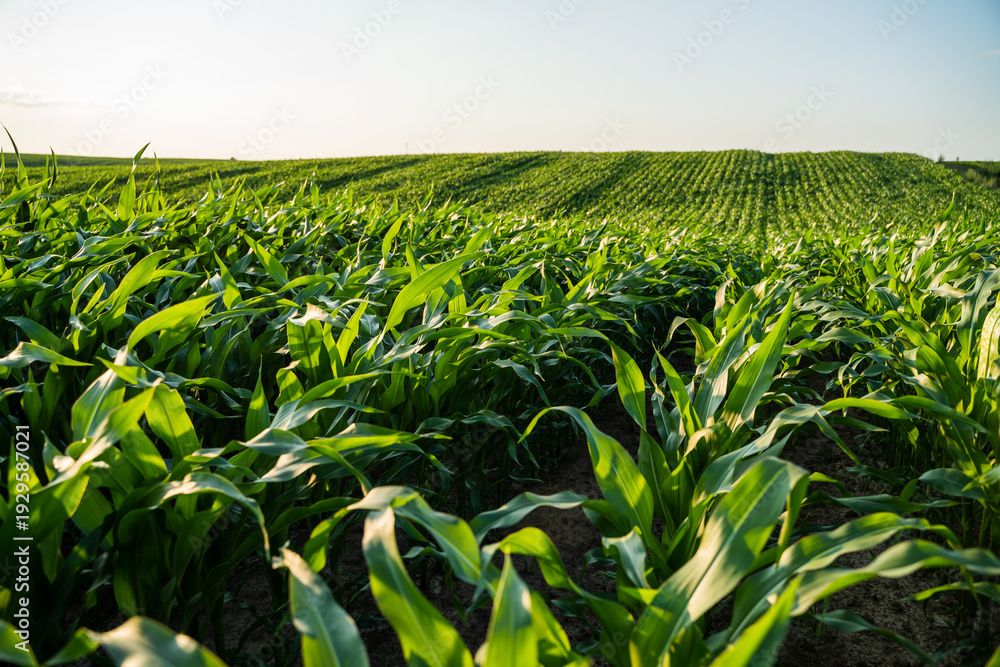 Fototapeta premium Rows of vibrant green corn crops growing in a vast agricultural field under a clear summer sky, capturing themes of farming, sustainability, and bountiful harvest