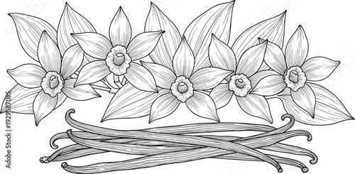Vanilla Bean and Orchid Botanical Illustration Set – Detailed Hand-Drawn Black and White Vector Sketches of Vanilla Pods and Flowers for Culinary and Skincare Branding