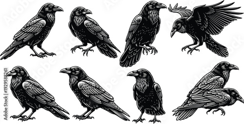 Black raven collection in various poses, detailed vintage engraving style vector illustration isolated on light background for tattoo, logo, and branding design