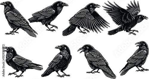 Black raven set in various poses, detailed vintage engraving style vector illustration isolated on light background for tattoo, logo, and design use