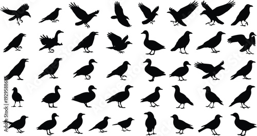 Crow and duck silhouette collection in various poses, black vector illustration set isolated on white background for wildlife and nature design