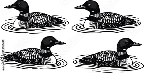Common loon swimming set in various poses, detailed vintage engraving style vector illustration isolated on light background for wildlife and lake design