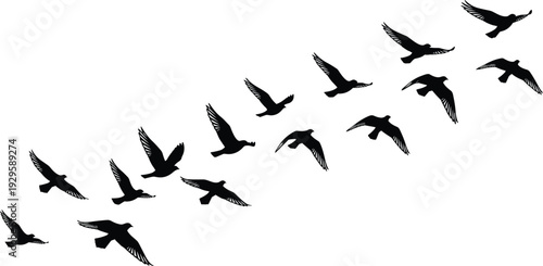 Flying bird silhouette flock formation, black vector illustration of geese in migration isolated on white background for wildlife and nature design