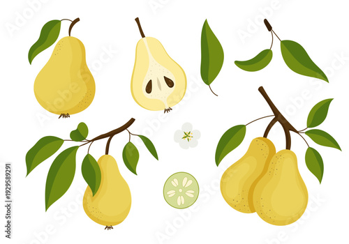 Hand drawn set of pears - branches, fruits, flowers and pieces. Vector illustration