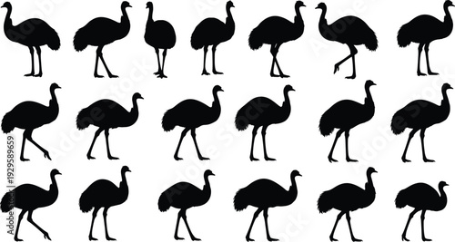 Ostrich silhouette collection in various walking poses, detailed black vector illustration isolated on white background for wildlife, safari, and farm design