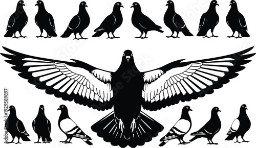 Pigeon silhouette collection with spread wings pose, black and white vector illustration set of urban dove birds isolated on white