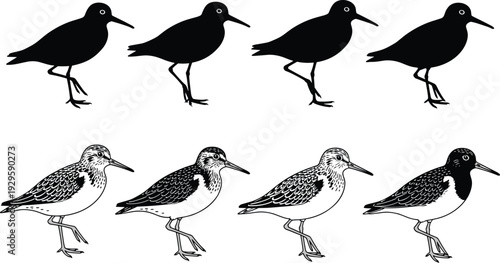 Sandpiper shorebird collection in walking poses, black silhouette and detailed vintage engraving style vector illustration isolated on white background for wildlife design