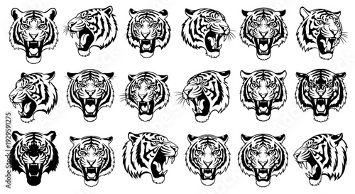 Collection of 16 different tiger head illustrations in various expressions and angles on white background