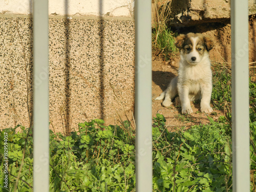 Behind the Fence – Curious Little Puppy