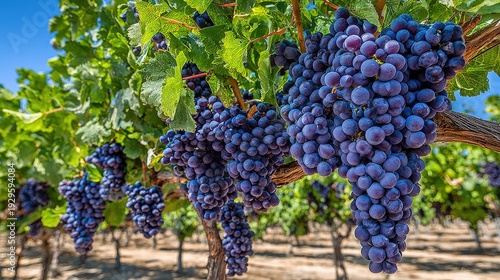 Abundant clusters of ripe purple fruit hang heavily from grapevines under a clear sky