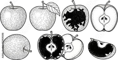 Engraved illustrations show whole and halved apples, some showing rot