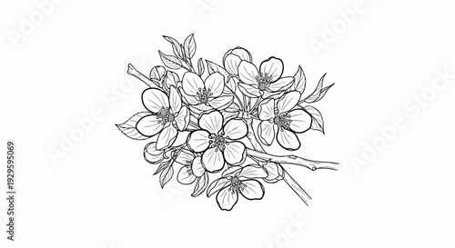 Delicate line drawing of a cluster of blooming flowers on a branch