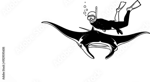 Scuba diver swims with majestic manta ray underwater