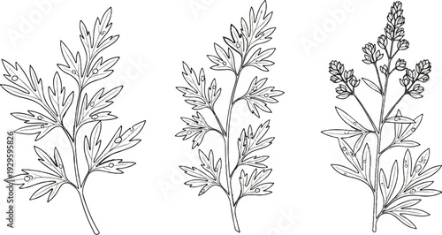 Detailed line drawings of three delicate botanical specimens, each featuring fern-like foliage