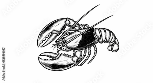 Vintage style illustration of a crustacean with large claws and segmented tail