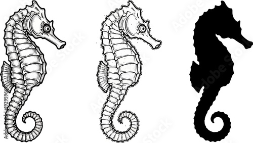 Three seahorse illustrations detailed, outlined, and silhouette