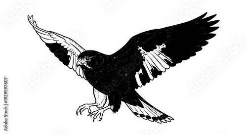 A black and white illustration of a bird with wings spread, in mid-flight