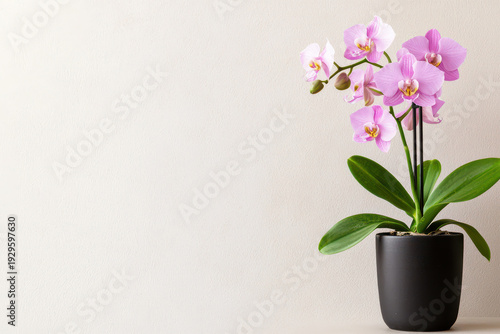 Wallpaper Mural Beautiful potted orchid with pink flowers, showcasing elegance and tranquility in minimalist setting Torontodigital.ca