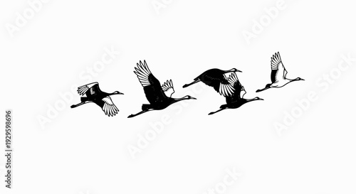 Four cranes in flight, silhouetted with detailed wing patterns, against white