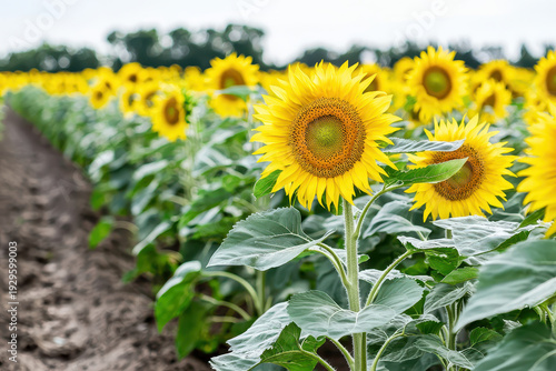 Wallpaper Mural Sunflower field with vibrant yellow blooms, showcasing nature beauty and agricultural abundance. scene evokes feelings of joy and warmth Torontodigital.ca