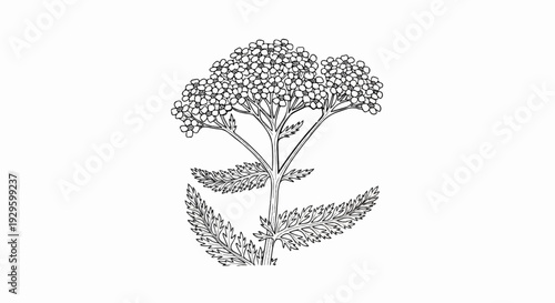 Detailed line drawing of a flowering plant with delicate white blossoms and feathery leaves