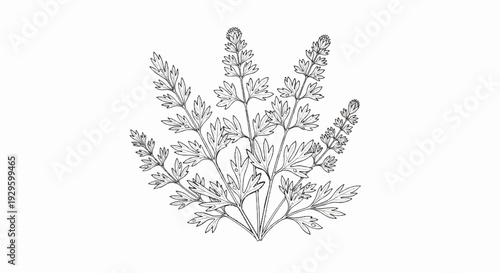 An intricate black and white line drawing of a botanical plant with feathery leaves