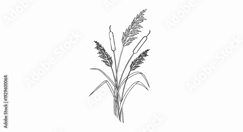 A black and white line drawing of cattails and blades of grass