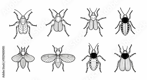 Collection of eight detailed, black and white illustrations of diverse insect species