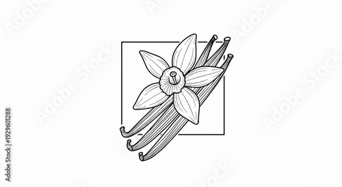 Artistic drawing of a vanilla flower and pods within a square frame