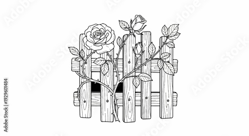 A delicate rose vine with blooming buds and leaves entwines a rustic wooden picket fence