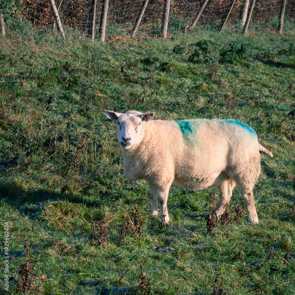 Fototapeta premium A sheep with a blue marking on its back stands in a grassy field.