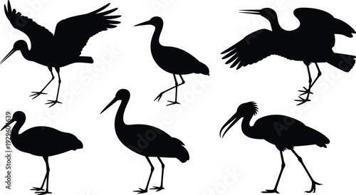 Set of black stork and ibis bird silhouettes in various standing and flying poses isolated on white background.
