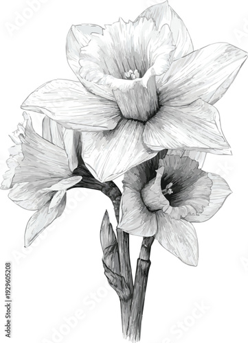 Create a Intricate black and white daffodil sketch with detailed petals and stems vector art of white background